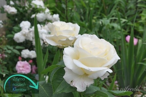 Chopin róże PIENNA