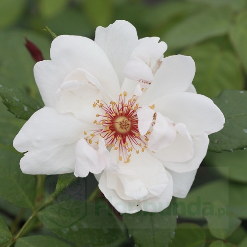 Jacqueline du Pre PIENNA