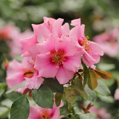 See you in Pink (DON)