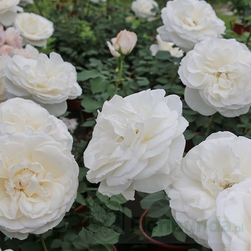 Princesse Astrid de Belgique