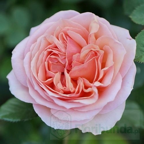 Genevieve Orsi (JACacien)