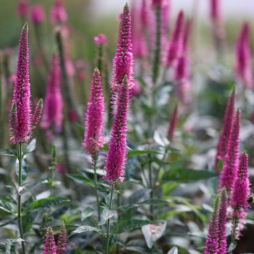 Przetacznik "Lancita "Pink"