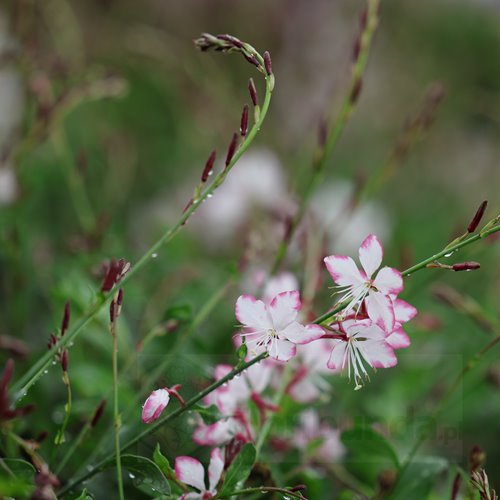 Gaura Gambit® Rose Bicolor