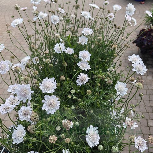 Drakiew "Kudo White"