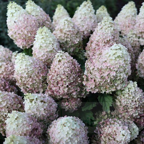 Hortensja bukietowa "Phantom"