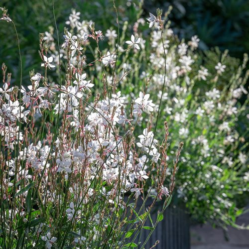 Gaura lindheimeri "GRACEFUL WHITE"