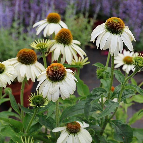 jeżówka "Primadonna White"