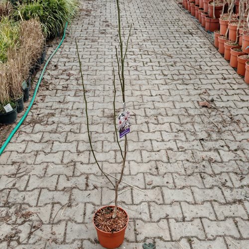 Magnolia  "Leonard Messel"