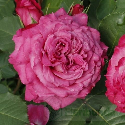 Agnes Schillinger (Masasch)