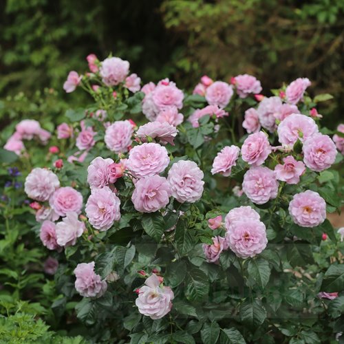 Lady Perfume (WEKpeawby)