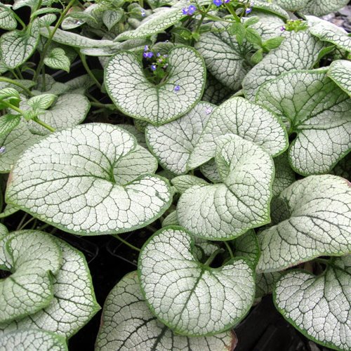 Brunera "Silver Heart"