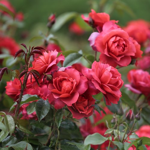 Hot Chocolate  PIENNA