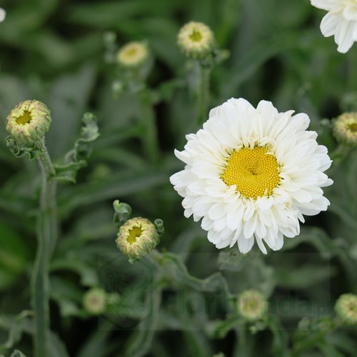 Złocień  "Victorian Secret"