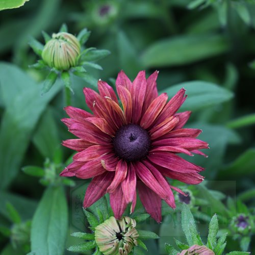 Rudbekia "Flamenco True Red"