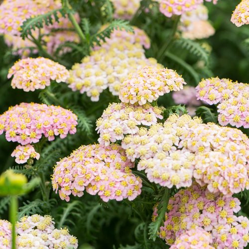 Krwawnik  'Skysail Bright Pink'
