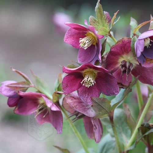 Ciemiernik orientalis "Pretty Ellen Red"