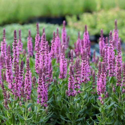 Szałwia omszona "Pink Rianne"