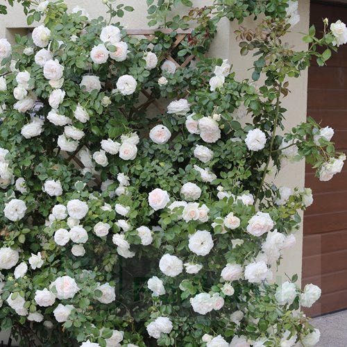 Palais Royal / White Eden Rose