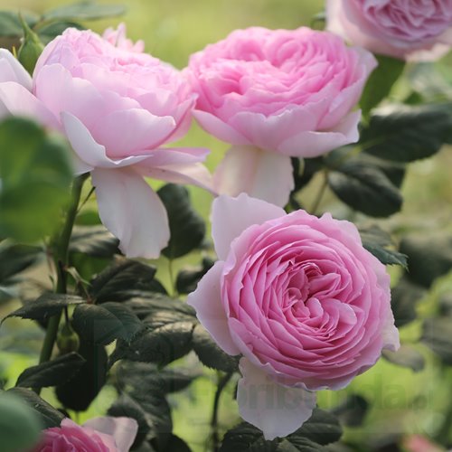 The Ancient Mariner  (Ausoutcry)