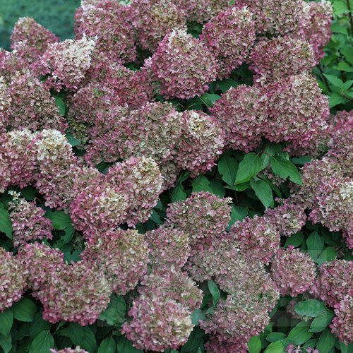 Hortensja bukietowa "Pinkachu"