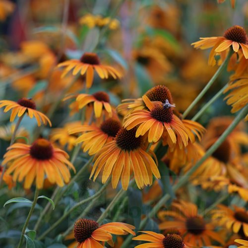 Jeżówka purpurowa 'Skipper Honey'