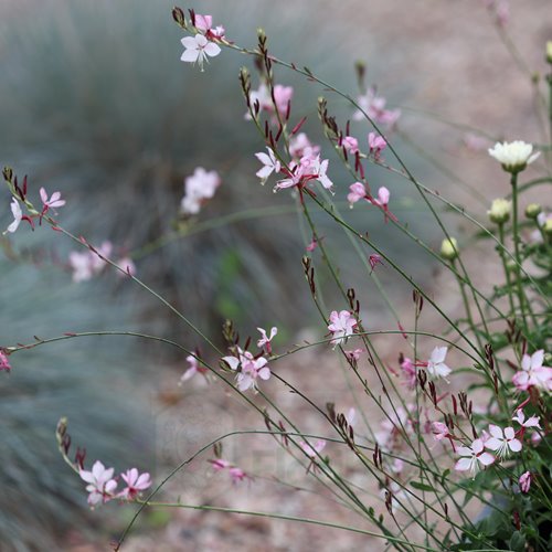 Gaura Gambit® Rose Bicolor