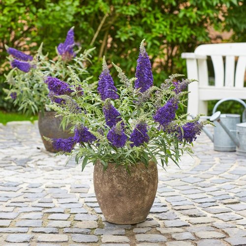Budleja Dawida "Summer Bird Blue"