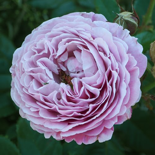 Cupcake Flower Circus DONICZKA