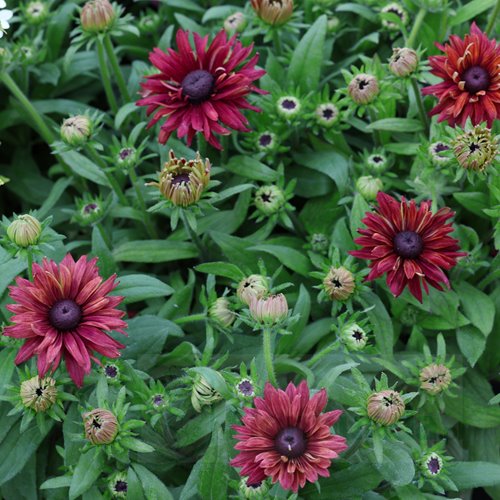 Rudbekia "Flamenco True Red"