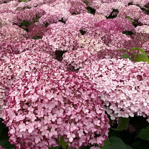 Hortensja Krzewiasta "Sweet Annabelle"