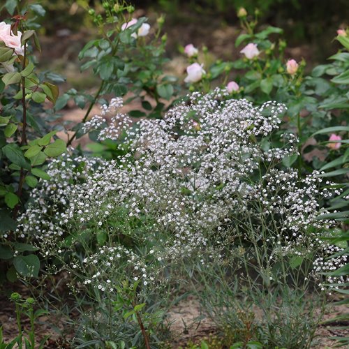 gipsówka 'Festival White Flare'