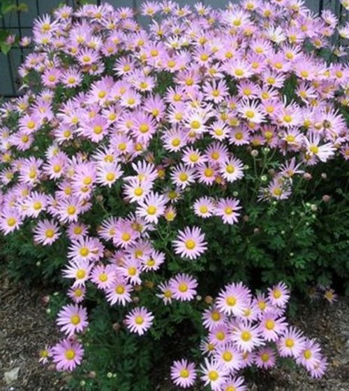 chryzantema "Clara Curtis"