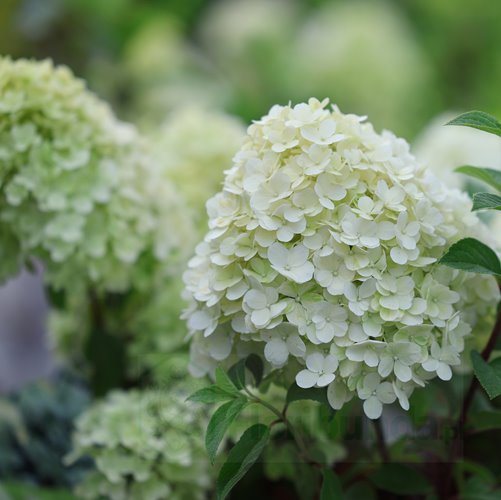 Hortensja bukietowa "Bobo"