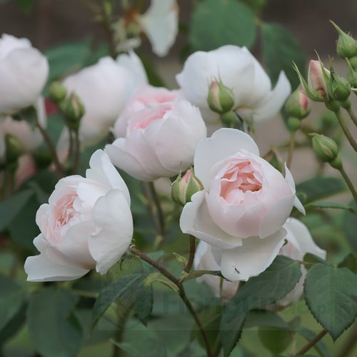 Desdemona (Auskindling)