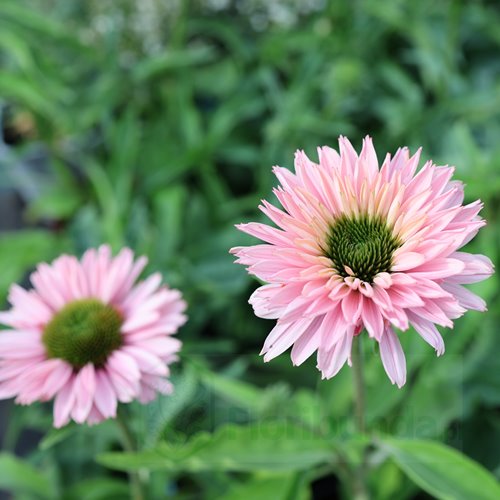 jeżówka SUNSEEKERS "Salmon"