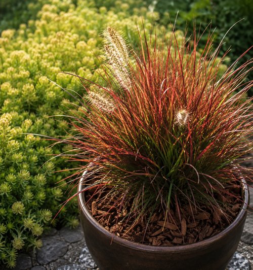 Piórkówka japońska 'Burgundy Bunny'