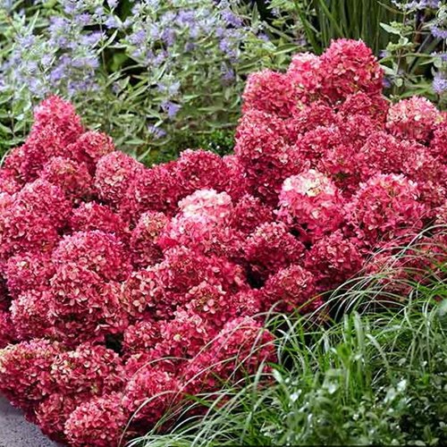 Hortensja LIVING "Little Rosy"