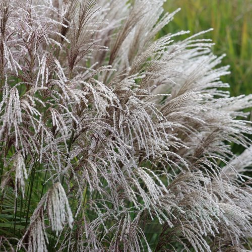 Miskant chiński Snow Queen – wysoka trawa o białych kwiatostanach