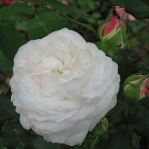 Boule de Neige