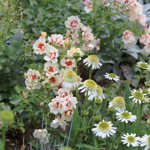 Glorius  Baylon Eyes