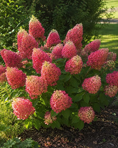 Hortensja bukietowa 'Wim's Red'