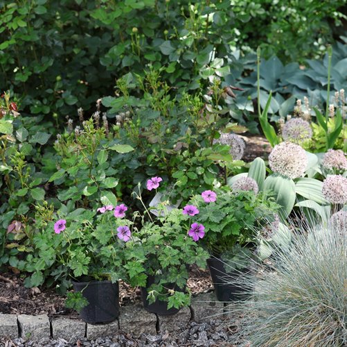 Bodziszek "Pink Penny"