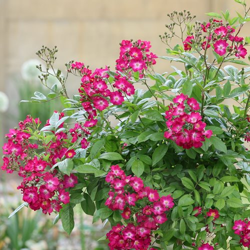 Red Ballerina PIENNA