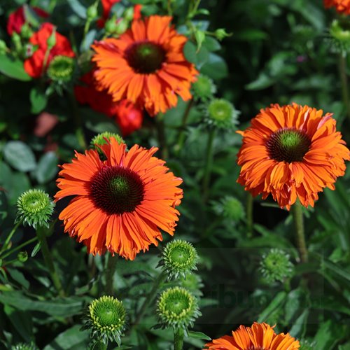 jeżówka SUNSEEKERS "Mineola"