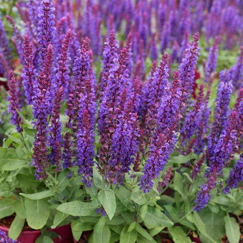 Szałwia omszona 'Rianne Purple'