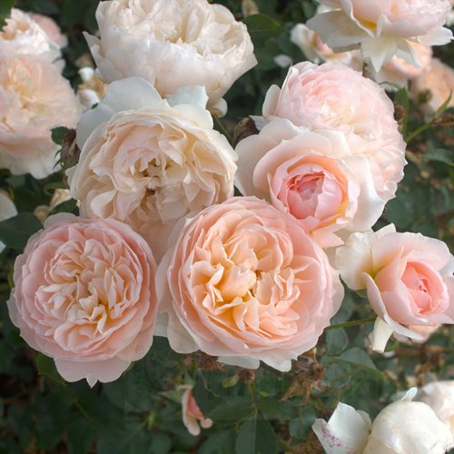 Anistar Aroma (Bozarom02)