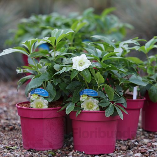 Ciemiernik "Double Ellen White"