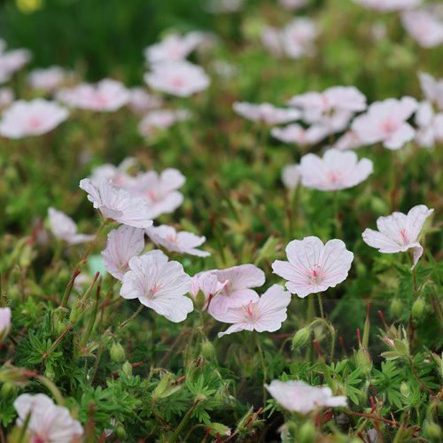 Bodziszek "Pink Summer"