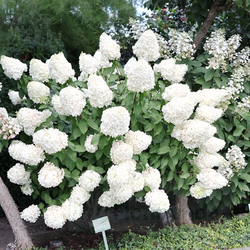 Hortensja bukietowa "Polar Bear"