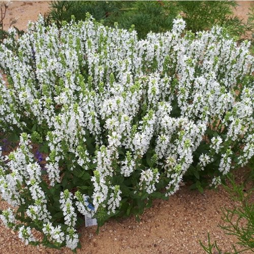 Szałwia omszona  'Sensation White'
